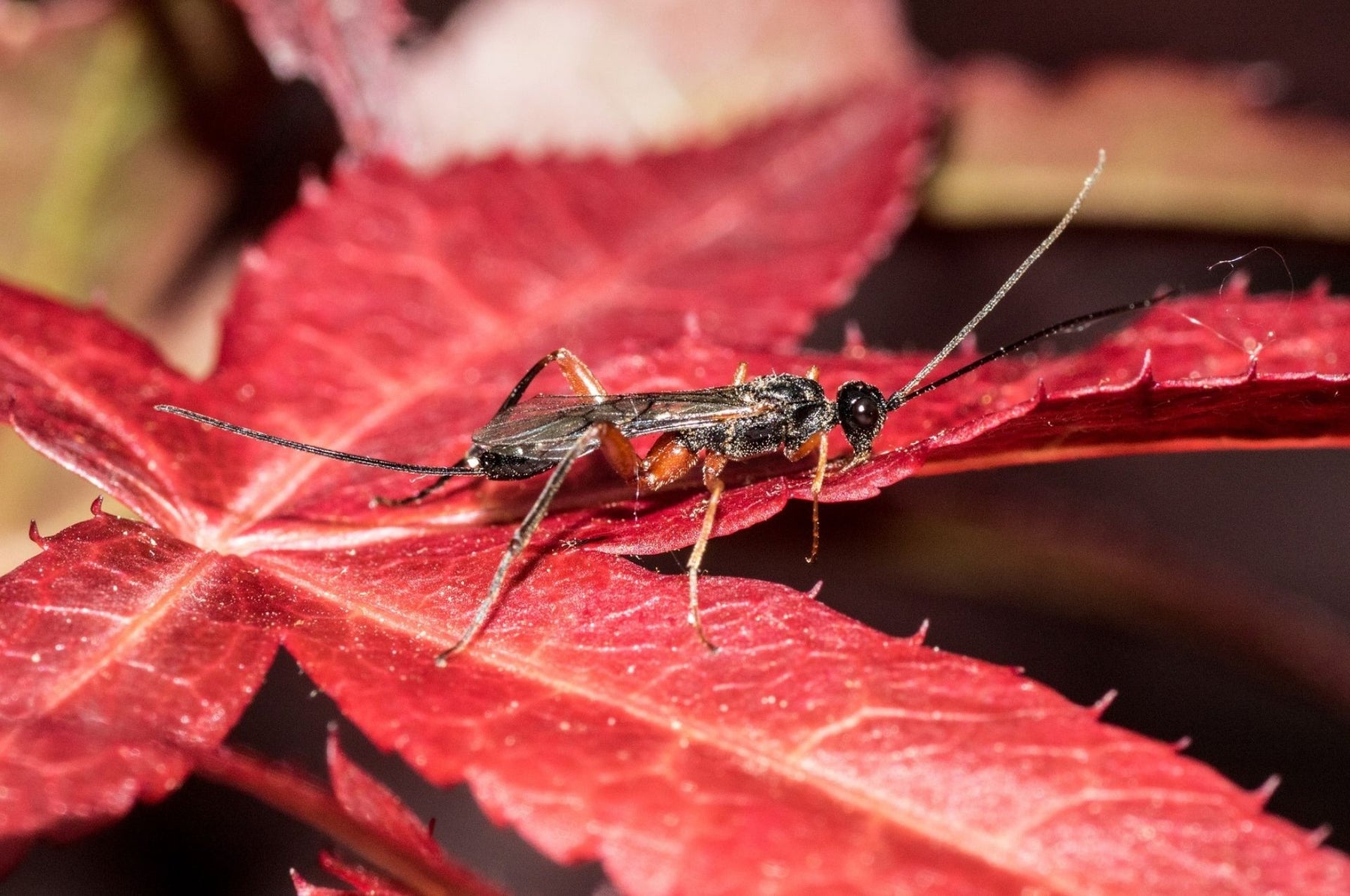 Vespe Ichneumon: pericolose o utili nel controllo dei parassiti?