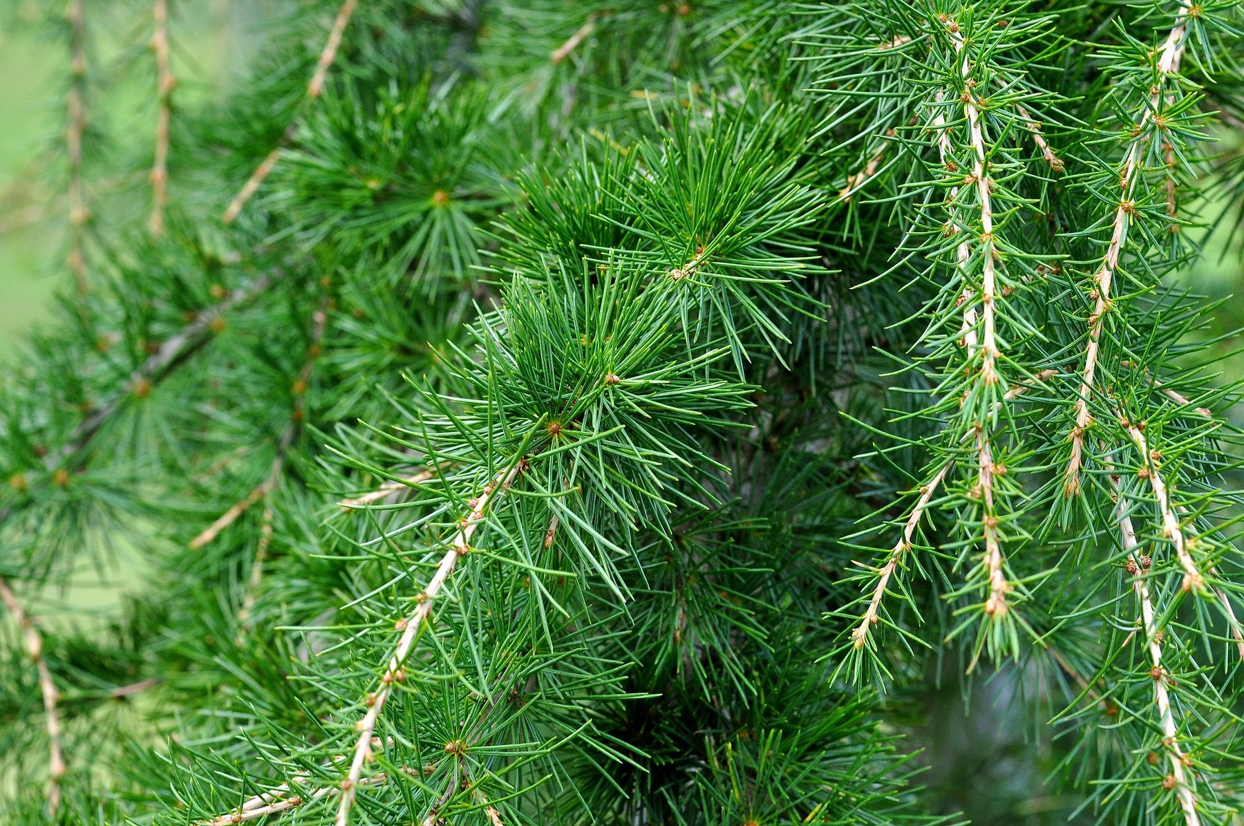 Legno di cedro contro le tarme: perché a volte la natura è la cosa migliore