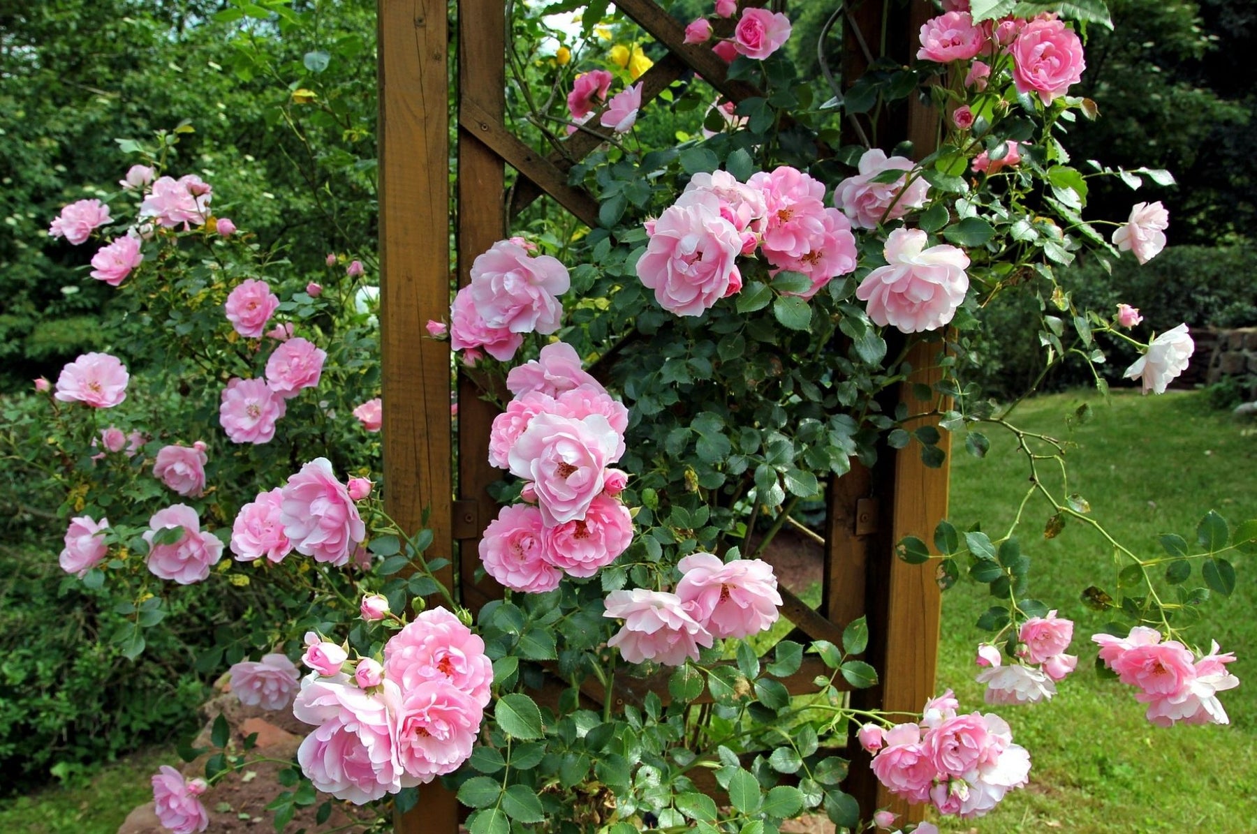 Riconosci gli acari dei ragni: suggerimenti e trucchi!
