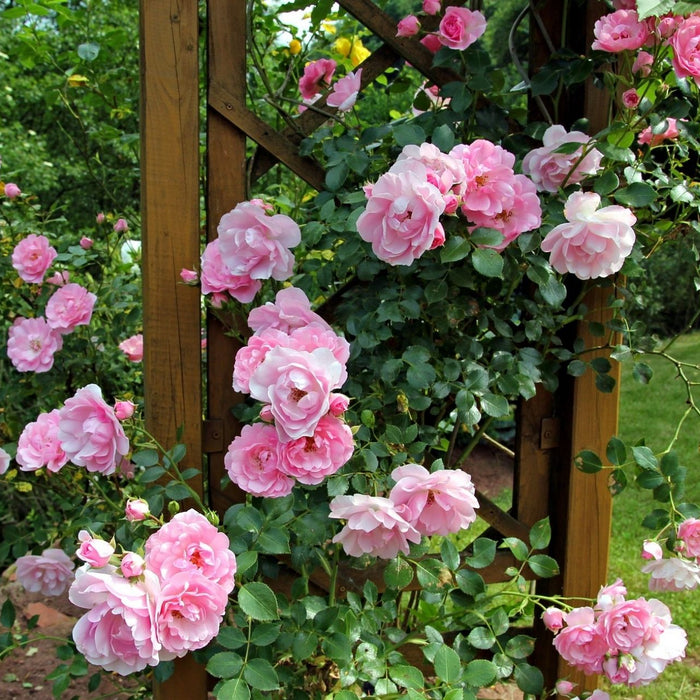 Rosenstrauch im Garten