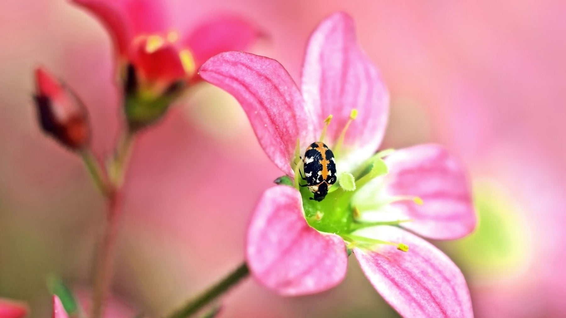Sbarazzati delle larve di scarabeo tappeto: funziona senza insetticidi dannosi!