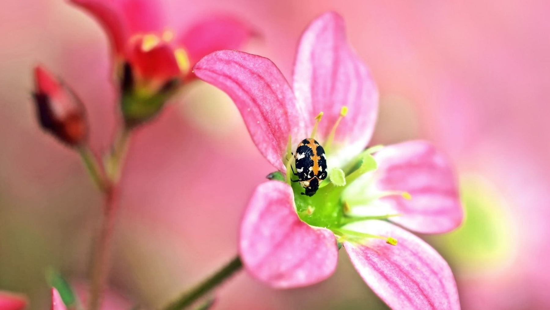 Ausgewachsener Teppichkäfer auf einer Blüte