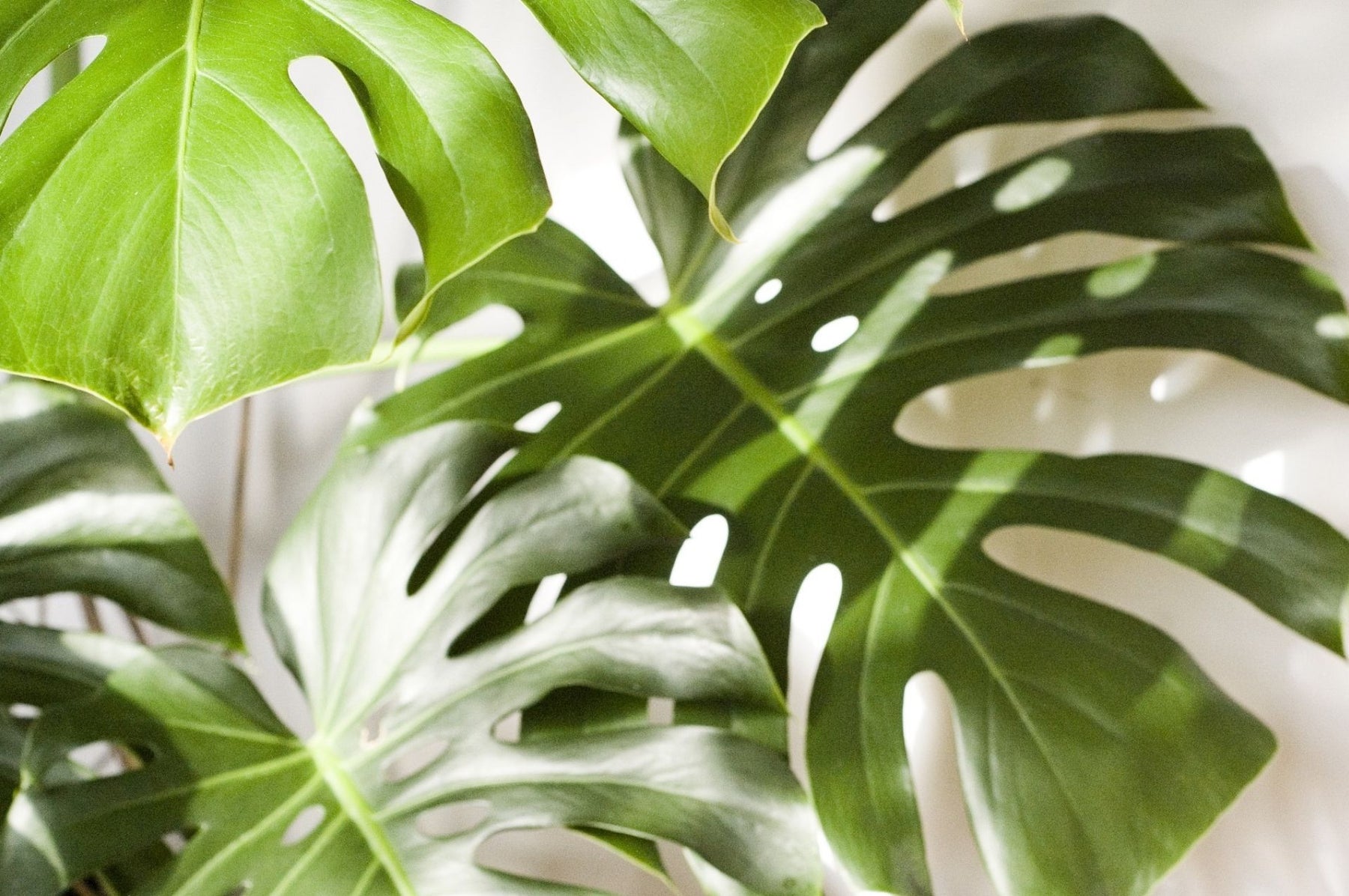 Blätter einer Monsterapflanze