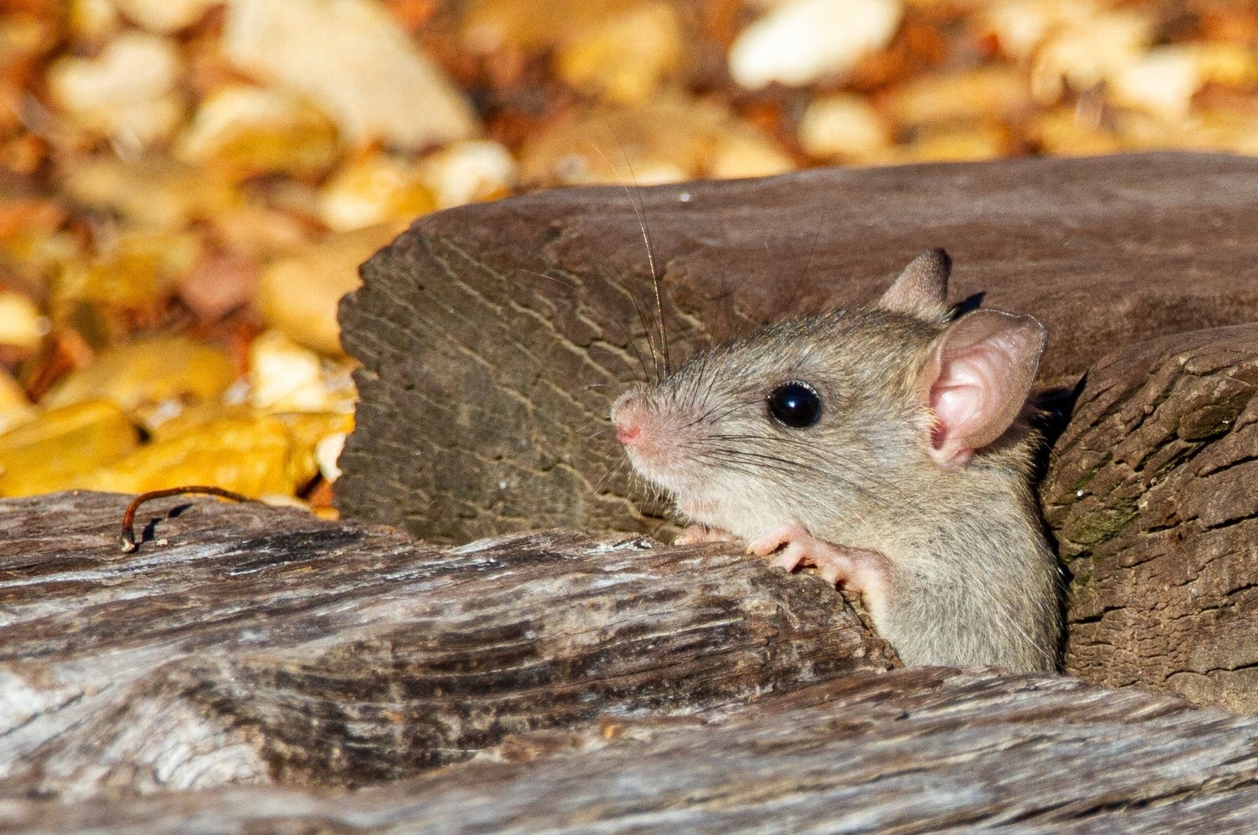 Differenze tra ratto e topo: queste caratteristiche aiutano nell'identificazione