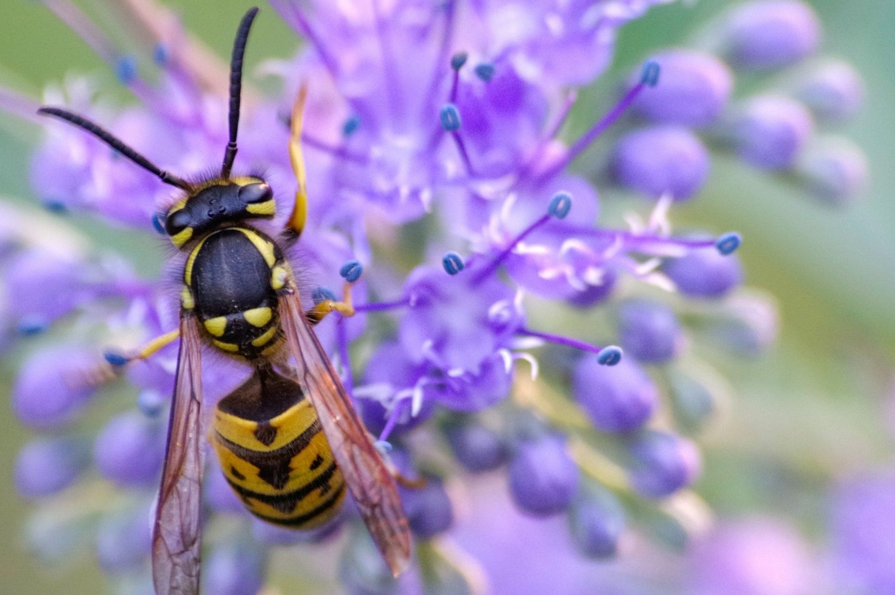 Wespe auf einer lila Blüte