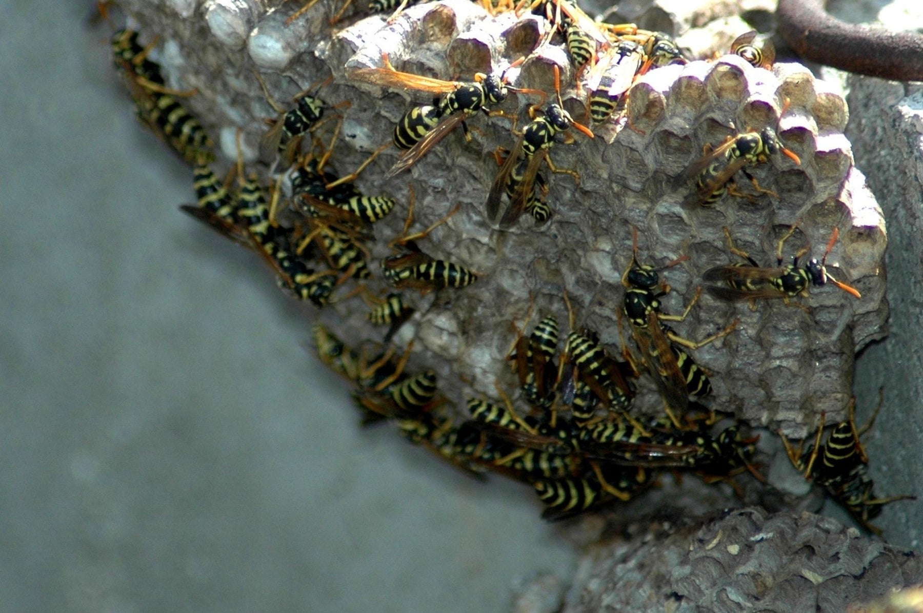 Wespennest an einer Mauer