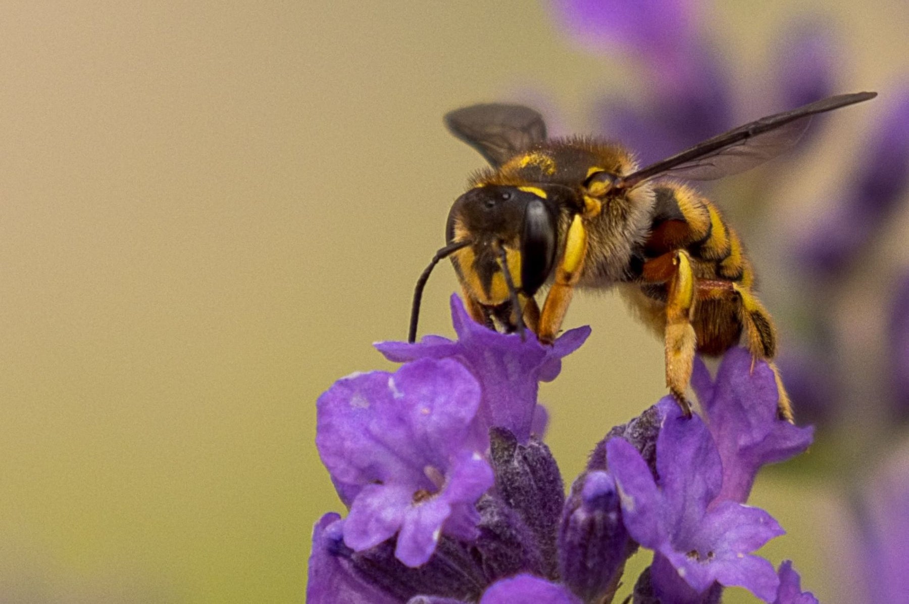 Punture di vespa: cosa fare se la vespa ha punto?