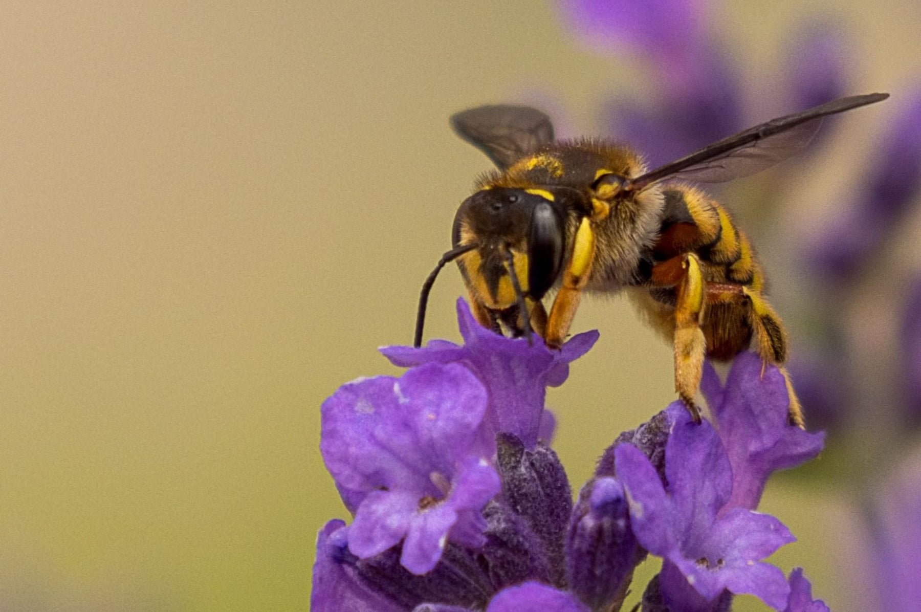 Wespe auf einer Blume