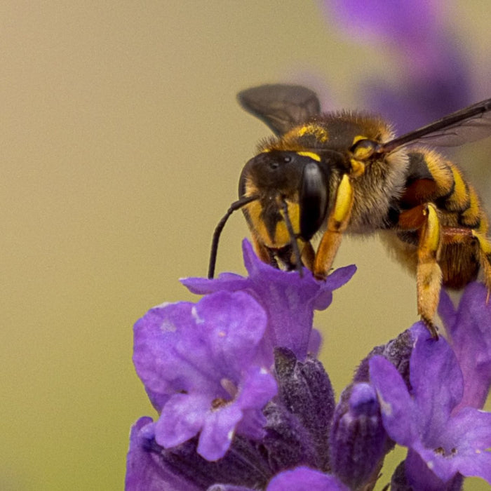 Wespe auf einer Blume