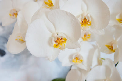 Orchidee senza cocciniglie