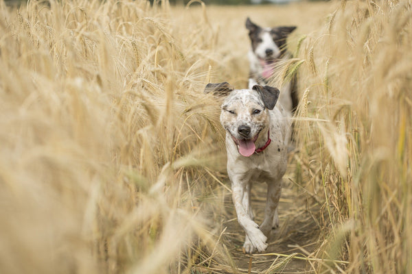 Due cani corrono in un campo di grano
