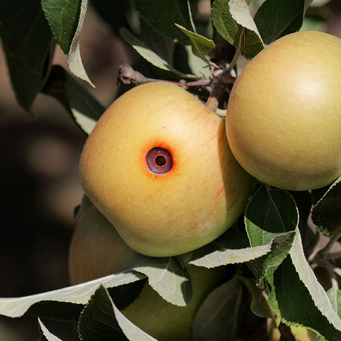 Boring trace of a codling moth (Cydia pomonella) in an apple