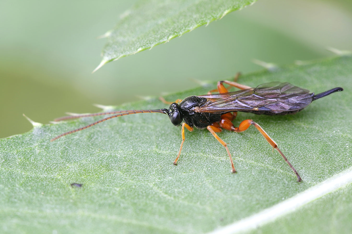 Vespe parassite contro i parassiti: la protezione naturale per la tua casa 