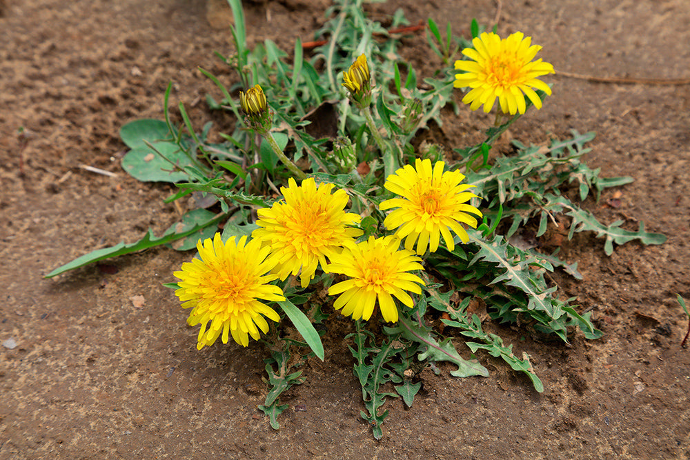 Dandelion flowers in nature
