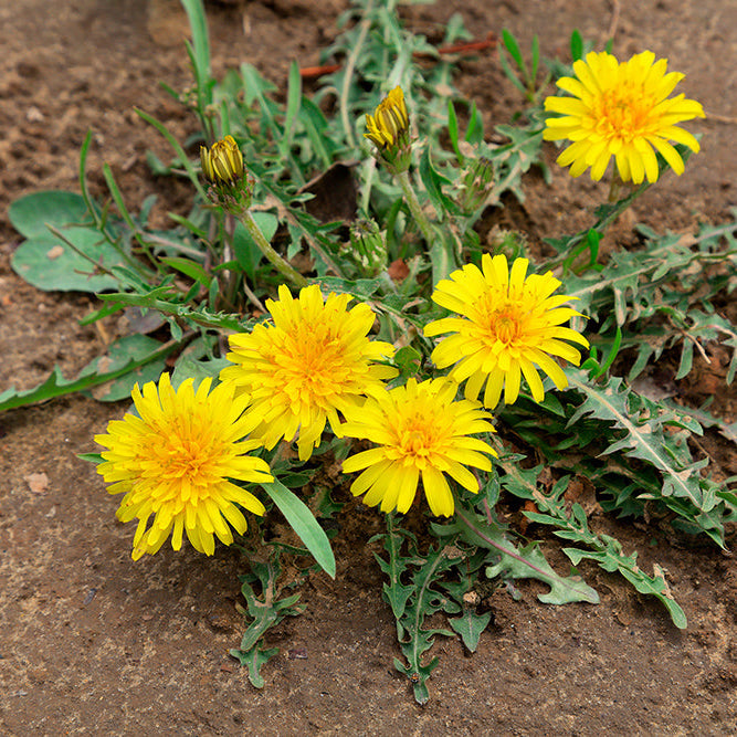Dandelion flowers in nature