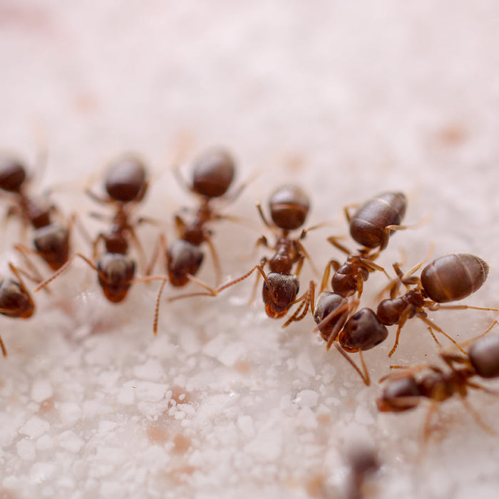 Makroaufnahme einer Ameisengruppe