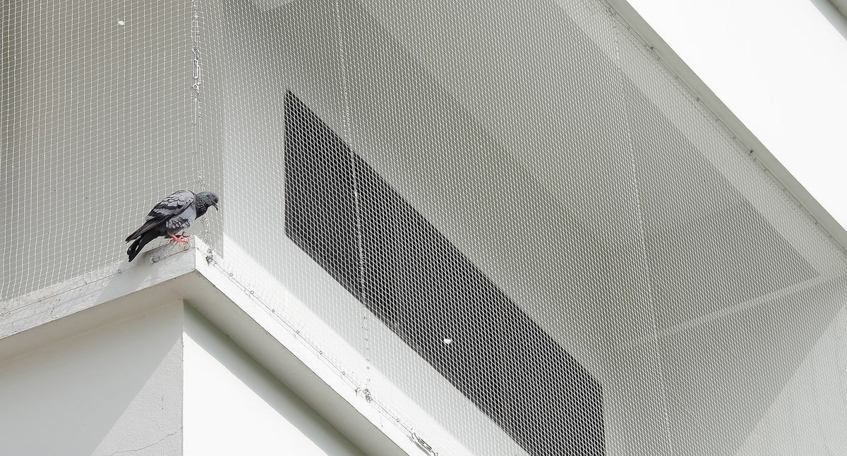 Close-up pigeon resting on the balcony With a net to prevent birds from living in the balcony of the building , Ideal for use in the design fairly