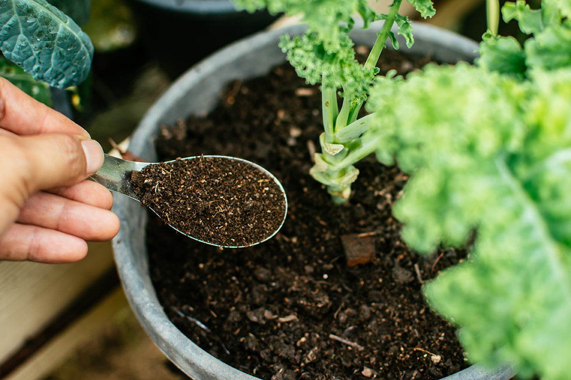 Applicazione di calce alle alghe: la migliore cura per il terreno del tuo giardino 