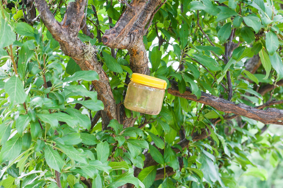 Pheromon-Insektenfalle an einem Baum hängend