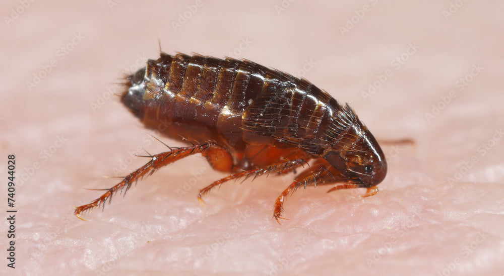 Riconoscere e curare le pulci sull'uomo: cosa devi sapere