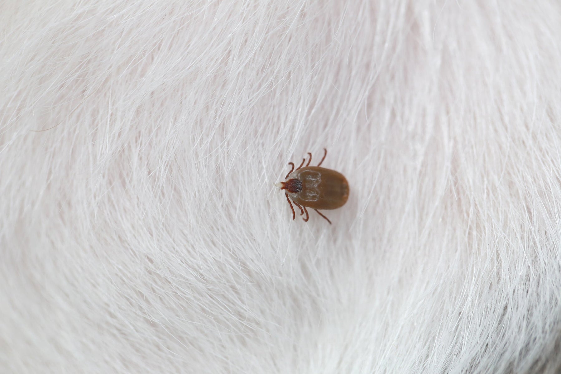 Protezione contro pulci e zecche del cane: i migliori prodotti per il tuo animale domestico 