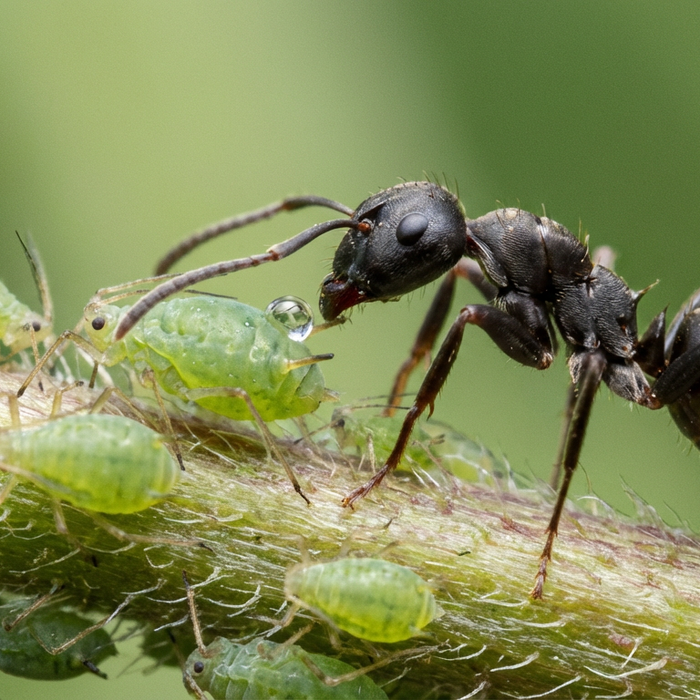 La formica munge gli afidi per la melata sul fusto di una pianta