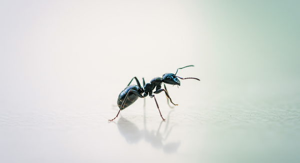 Formiche blu: specie e presenza