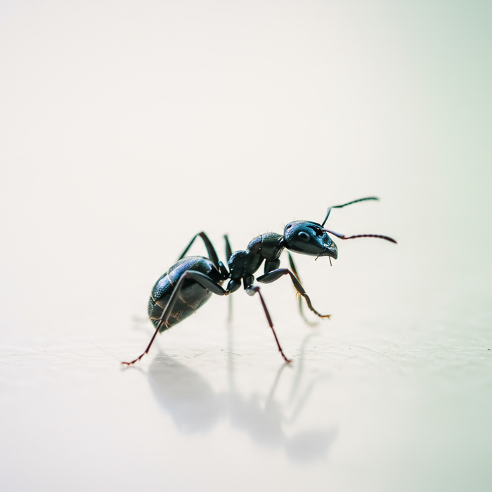 Formiche blu: specie e presenza