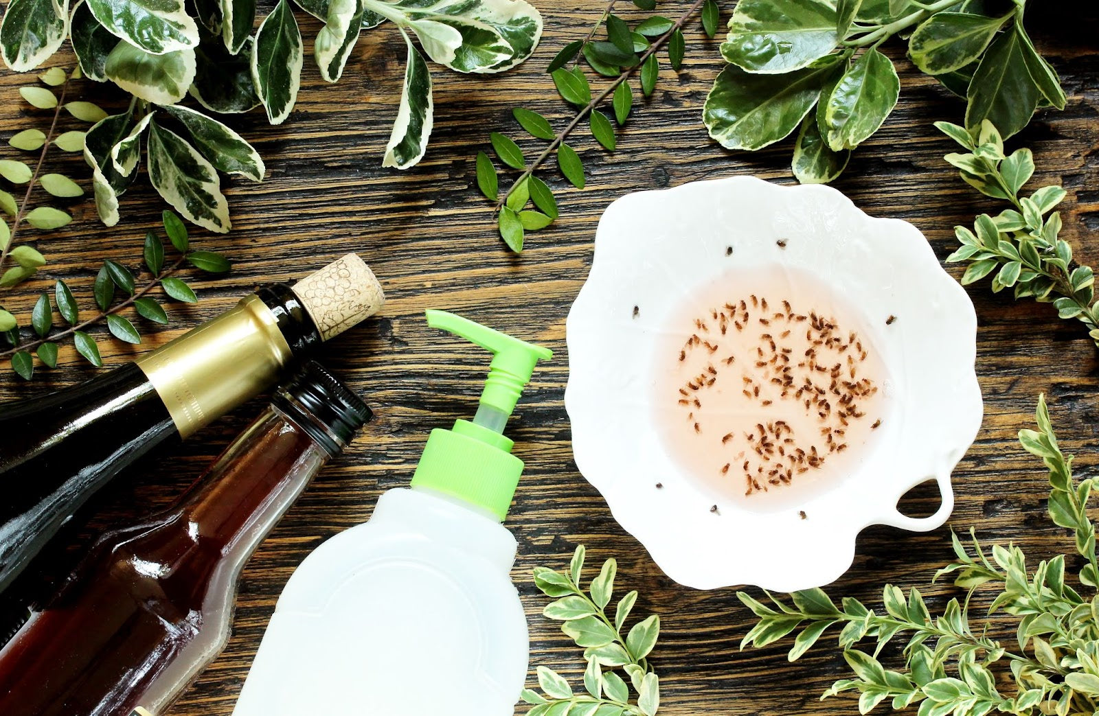 Esche per mosche: metodi efficaci contro le mosche 