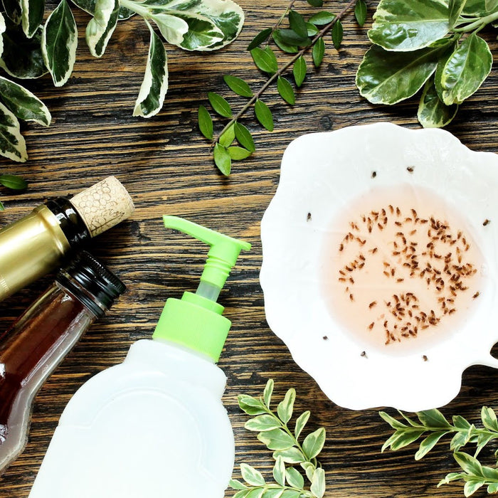 Trappola per mosche con mezzi naturali