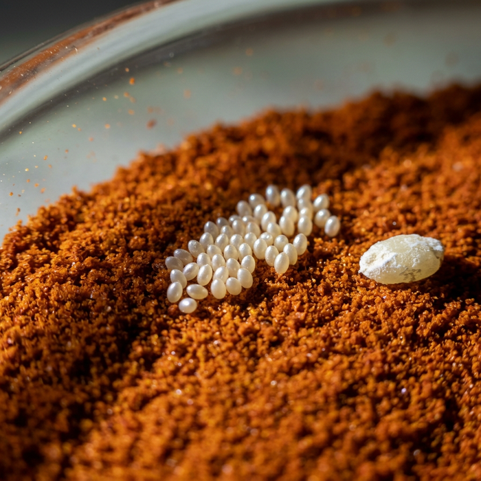 Uova di scarabeo del pane — immagine 1