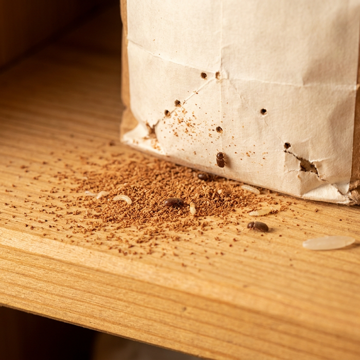 Riconoscere le feci dello scarabeo del pane – immagine 1