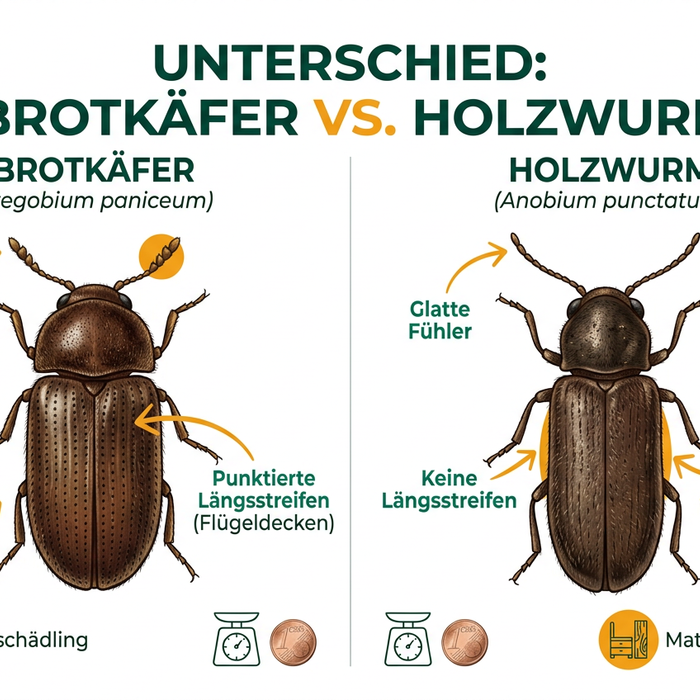 Differenza tra lo scarabeo del pane e il tarlo — immagine 1
