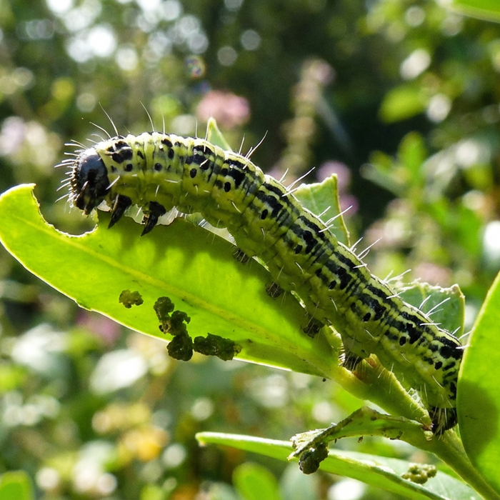 Buchsbaumzünsler mit Essig bekämpfen: Warum Hausmittel oft gefährlich sind