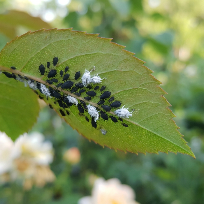 Afidi neri/afidi bianchi: riconoscere le differenze e combatterle in modo naturale