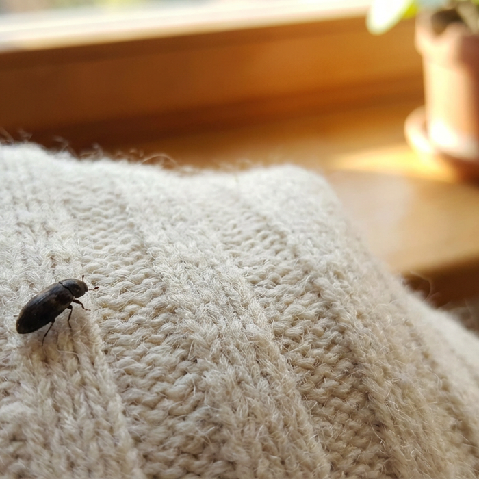 Speckkäfer Bisse: Gefährlich oder harmlos? Symptome und Behandlung im Überblick