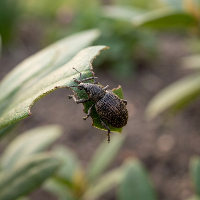 Combattere gli scarabei punteruolo neri: la guida definitiva per i giardinieri