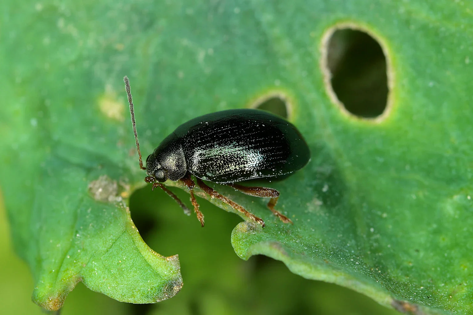Controllo degli alticini: proteggi professionalmente il tuo giardino e le tue piante d'appartamento 