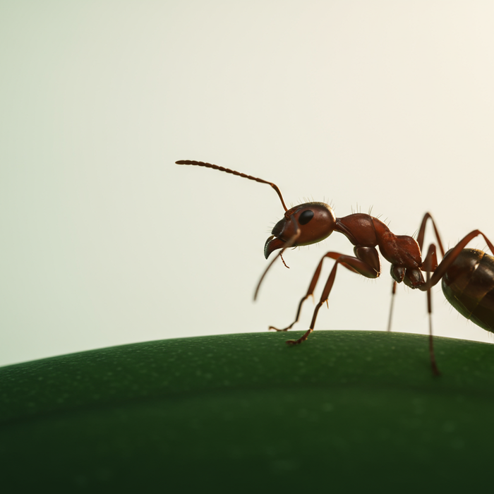La formica più grande del mondo: record nel regno animale