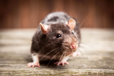 primo piano del ratto