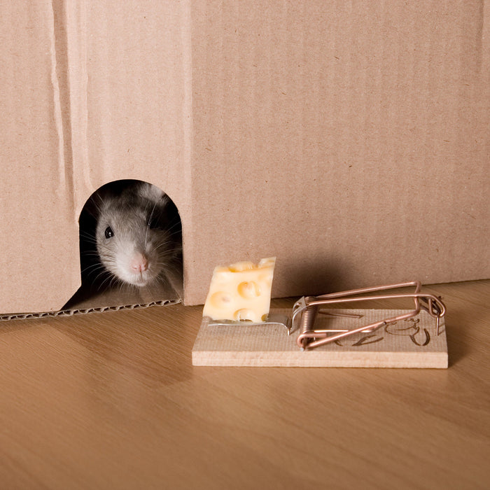 Nutze eine Ratten Schlagfalle, um Rattenbefall zu bekämpfen!