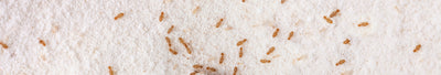 Pidocchi del libro o della corteccia che si nutrono di farina. Piccolo pulsatorio Trogium marrone, pidocchio del libro comune nella cucina domestica. Parassiti alimentari macro vita vista dall'alto prezzo base
