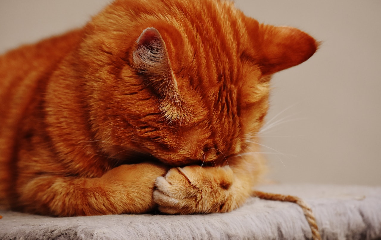Combatti gli acari nei gatti