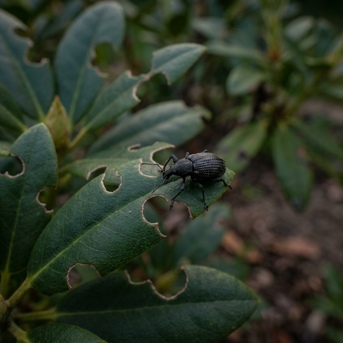 Olio di Neem contro il punteruolo nero: aiuto naturale o rimedio casalingo inefficace?