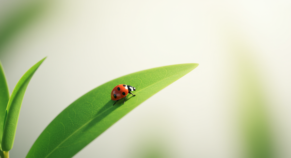 Insetti utili in giardino: così promuovete la protezione naturale delle piante