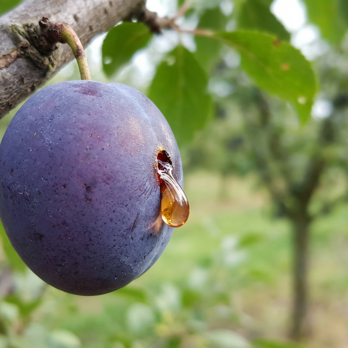 Danno della tarma delle prugne: prugna matura con tipiche gocce di gomma sul foro