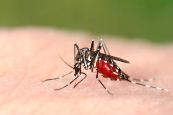 Cosa aiuta contro le punture di zanzara?