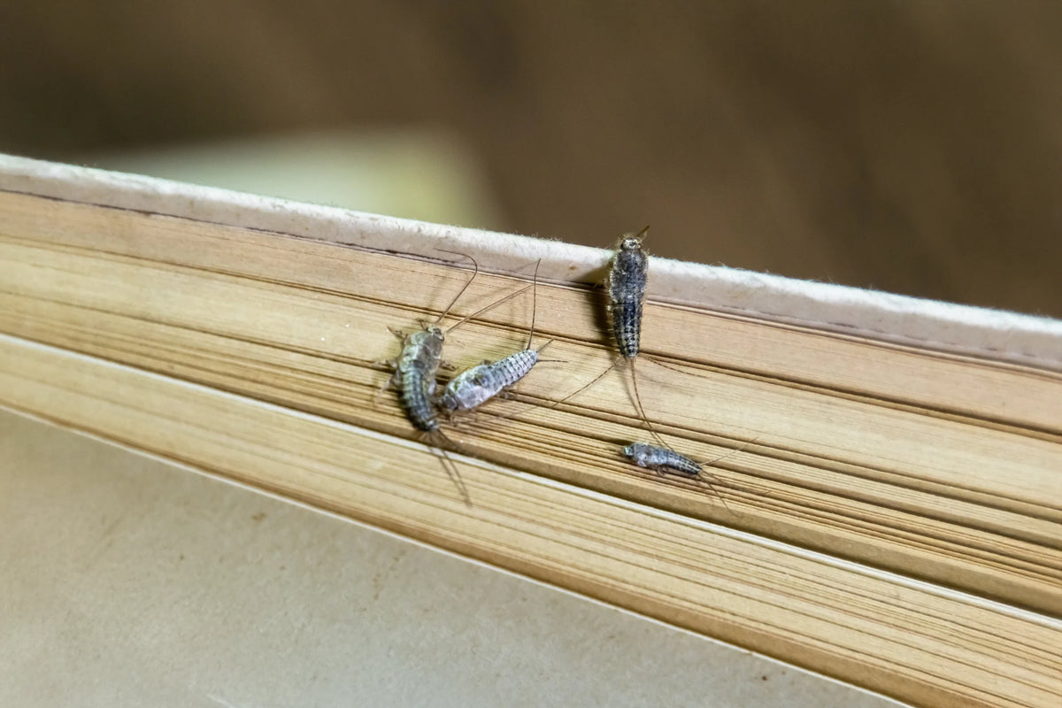 Insekten, die sich von Papier ernähren - Papierfische