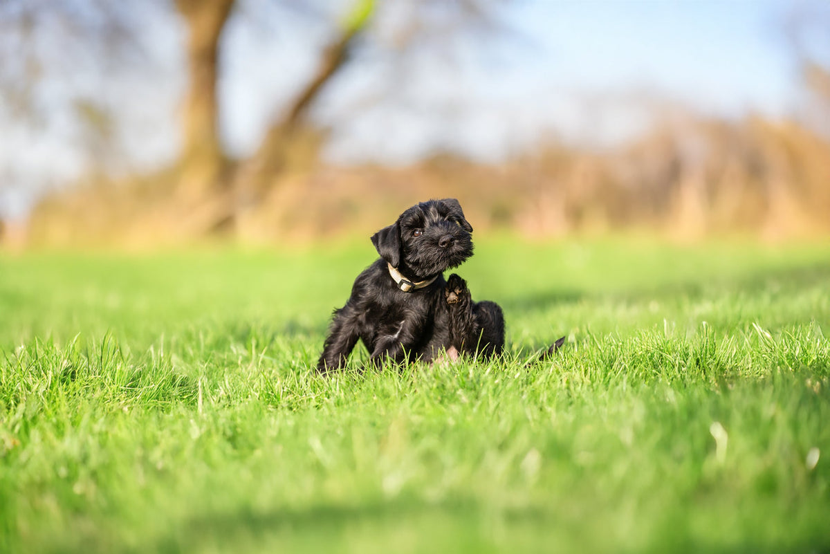 Ein sich kratzender Hund