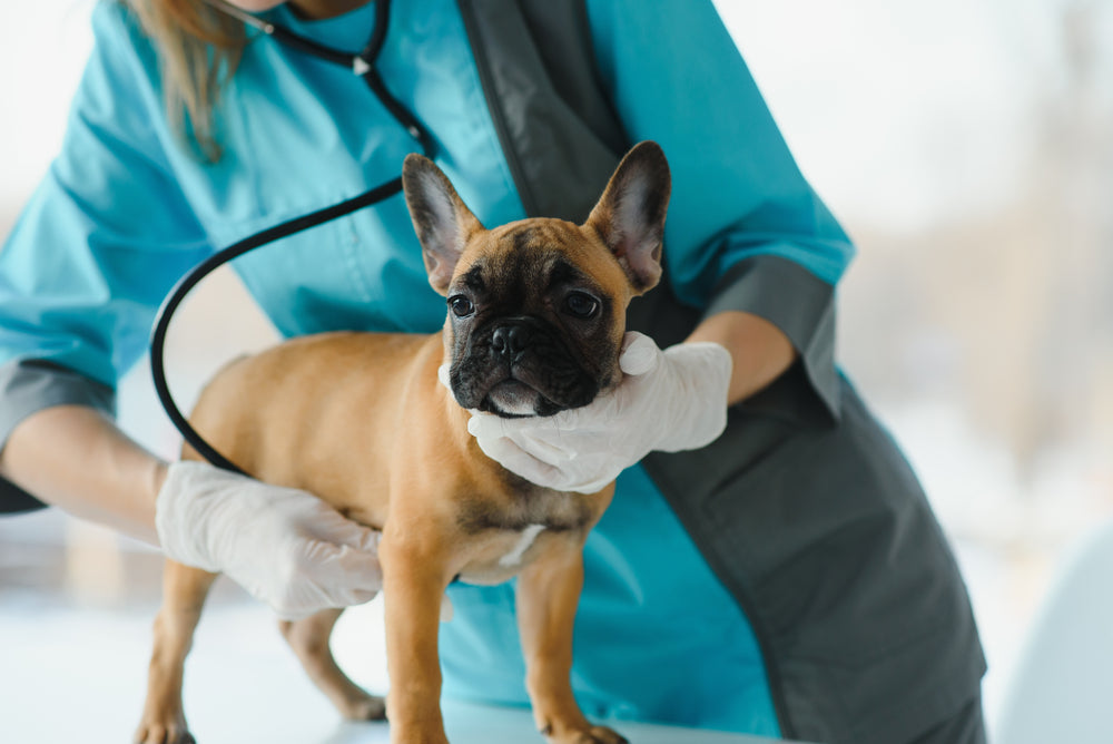 Trattamento della giardia nei cani: tutto quello che devi sapere 